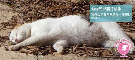 貓死了怎麼處理|動物死掉要打給誰？遇到寵物、浪浪屍體，一通電話讓。